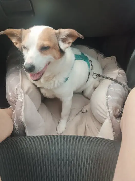 perra lost   20170 Usurbil Laika