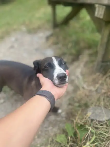 perra lost    Lezo Niña