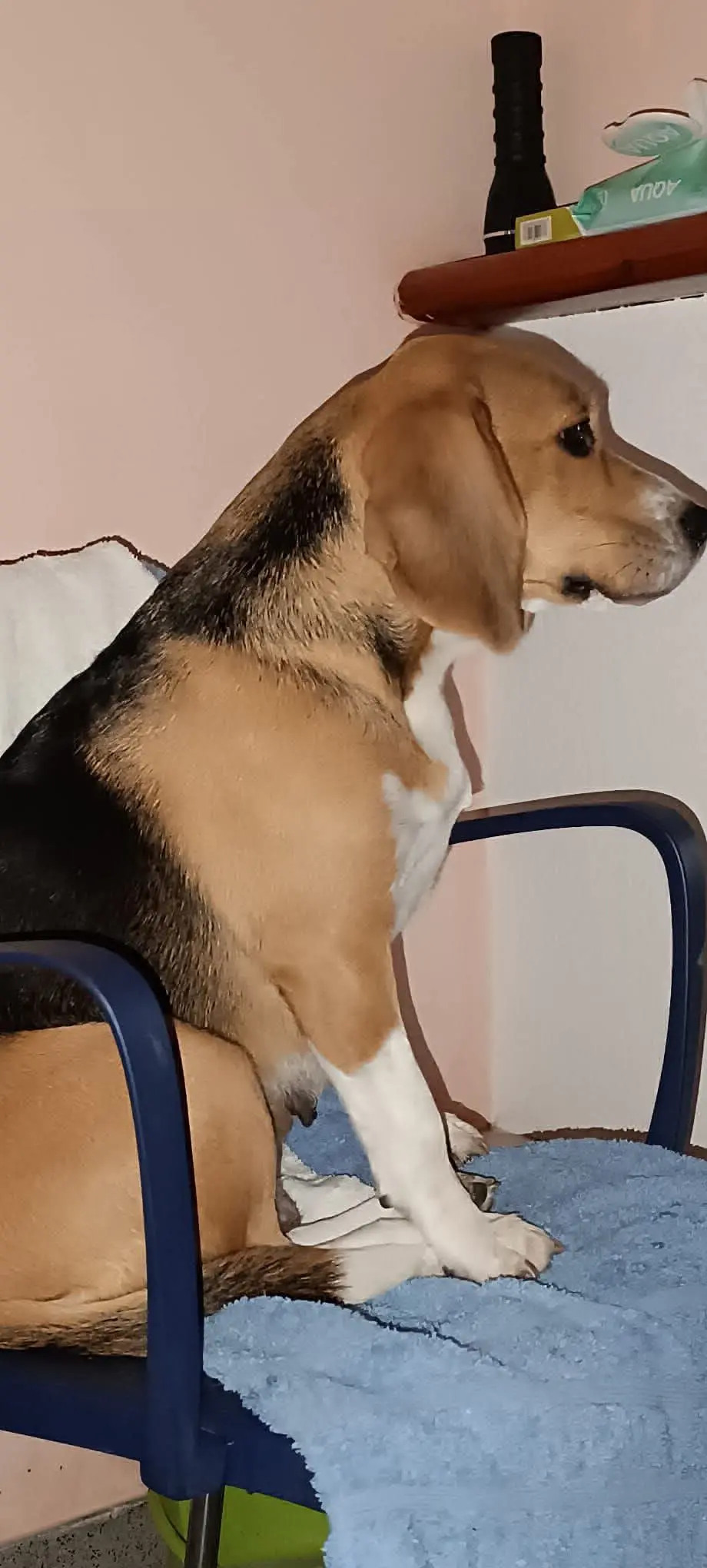 perra lost   43350 les Borges del Camp Chanel