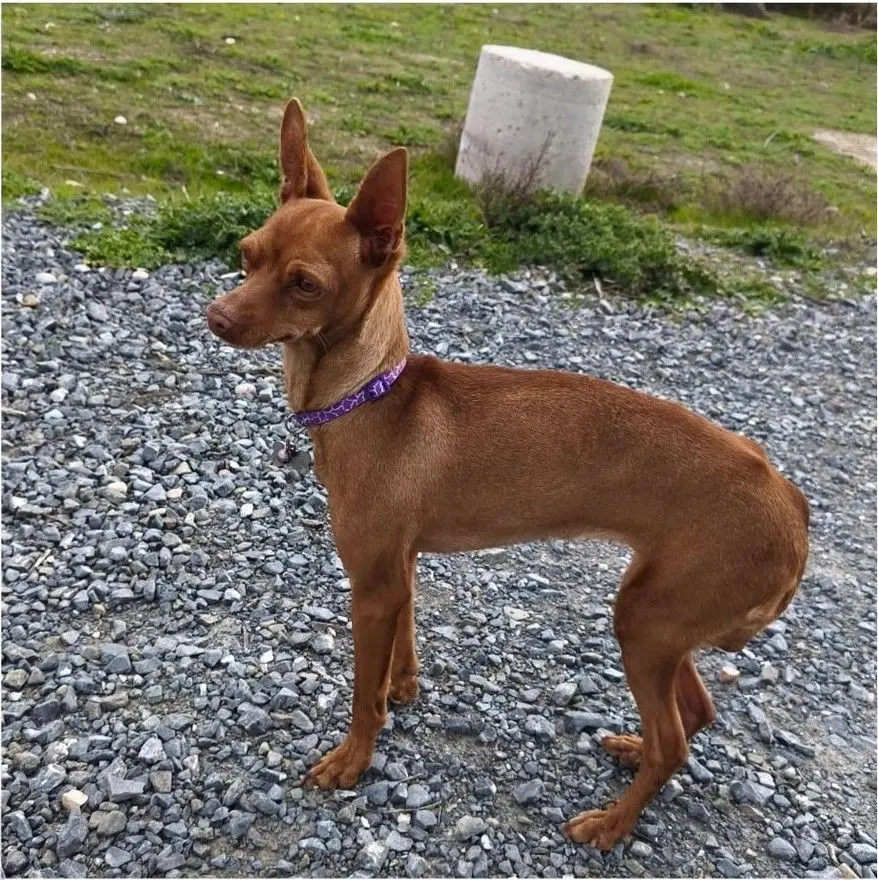 perra lost   45216 Carranque Lali
