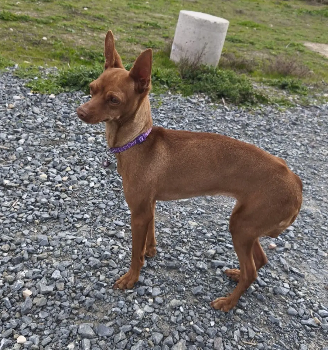 perra lost   45216 Carranque Laly