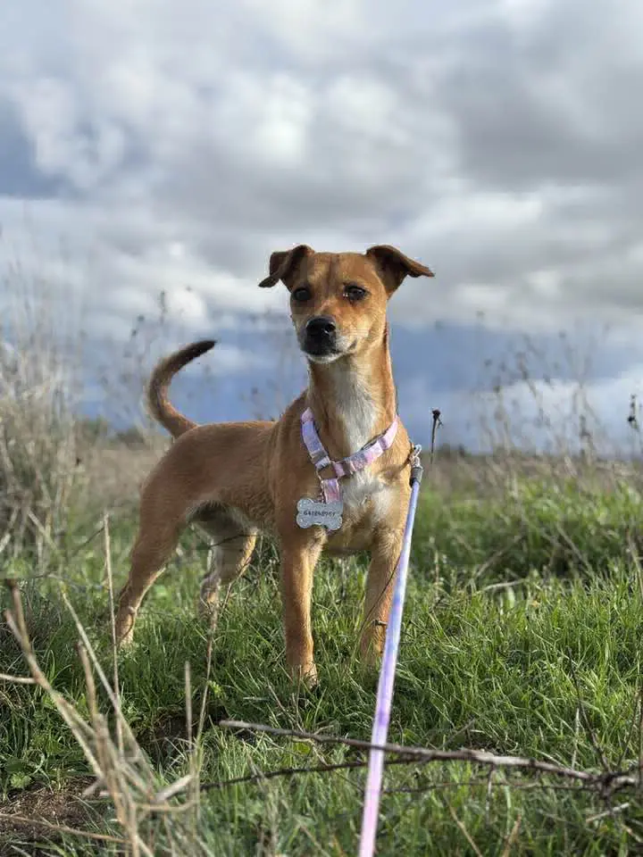 perra lost   45165 San Martín de Montalbán Nina