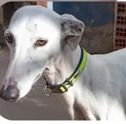 perra lost    Gálvez Zowi