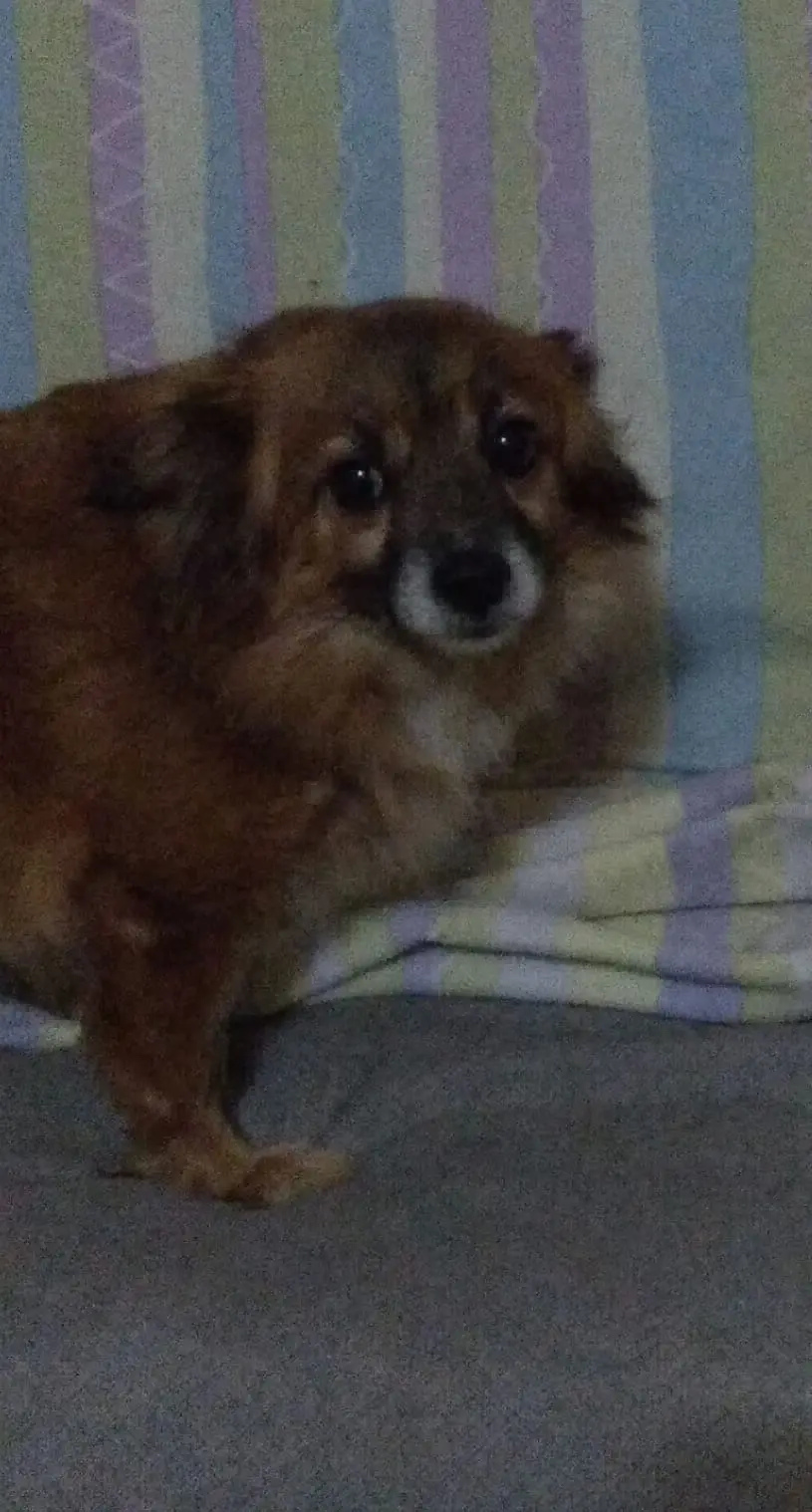perra lost    Valence Cuki