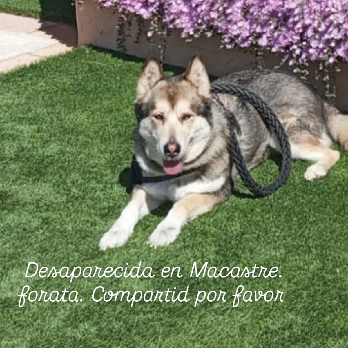 perra lost    Yátova Gea