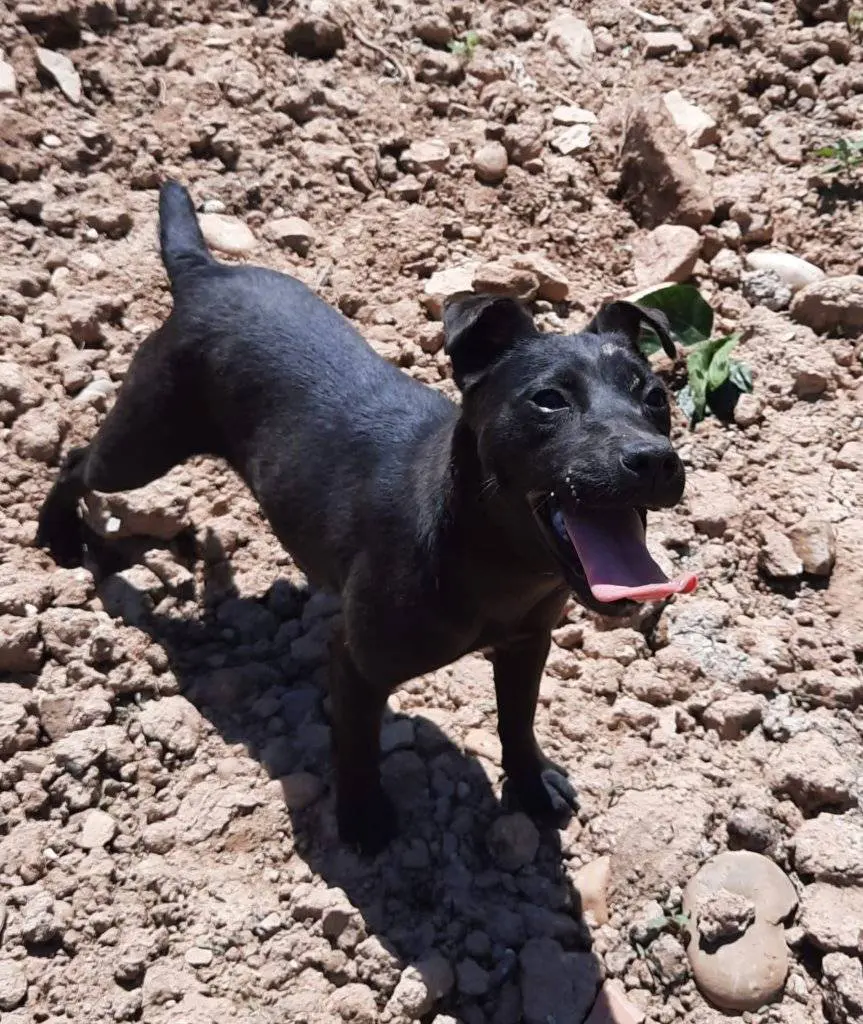 perra lost  Langraiz hiribidea/Avenida de Nanclares 01230 Nanclares de la Oca/Langraiz Oka Pira