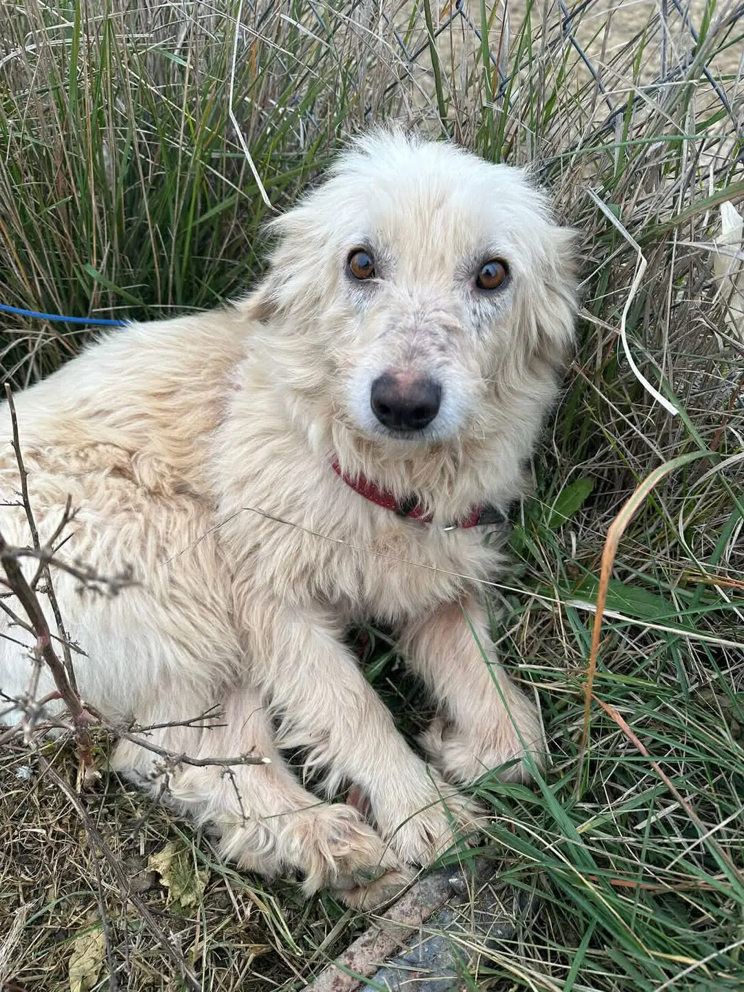 perra lost   50600 Ejea de los Caballeros Perro ejea