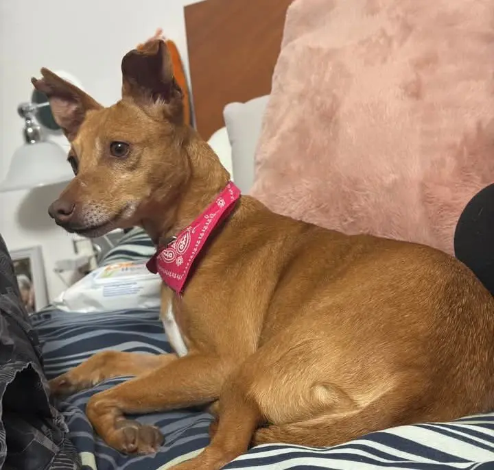 perra reunited    l'Hospitalet de Llobregat Luna