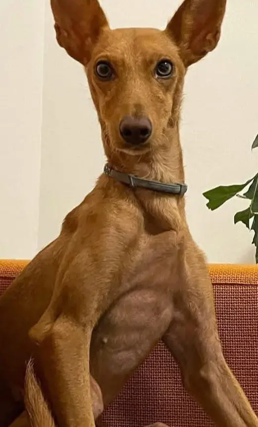 perra reunited   08940 Cornellà de Llobregat Magüi