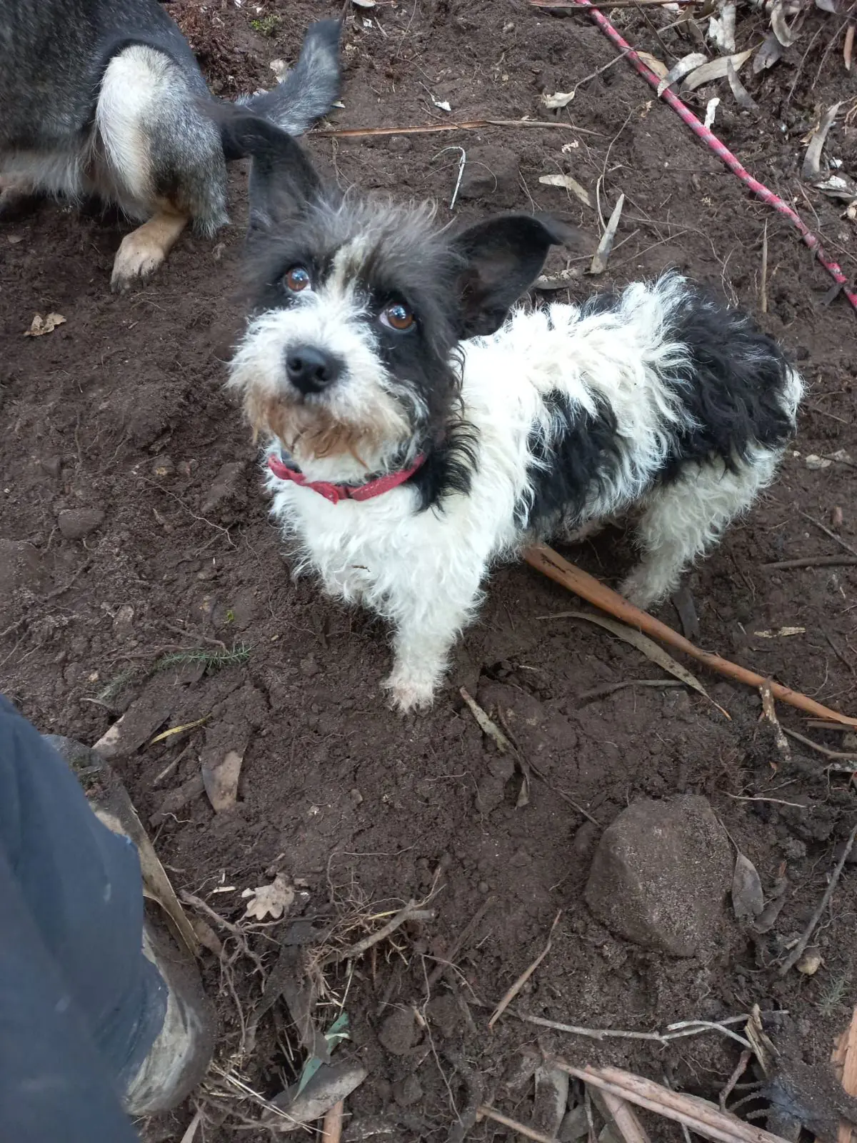 perra reunited    Getxo Zuri