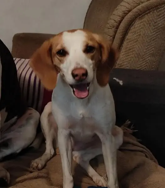 perra reunited     Tula