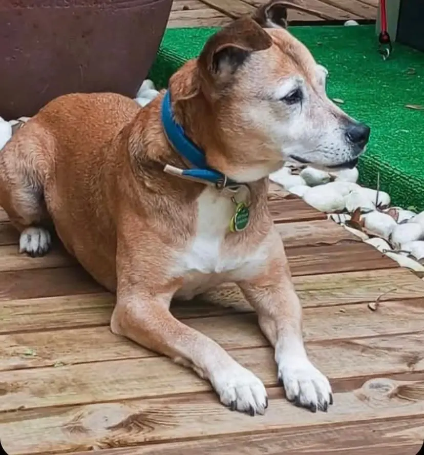 perra reunited    Xérès Nissan