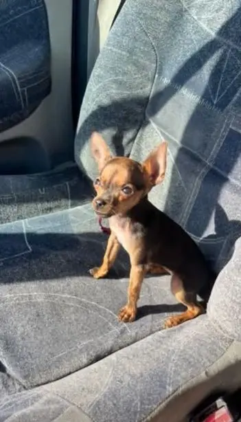 perra reunited     Chanel