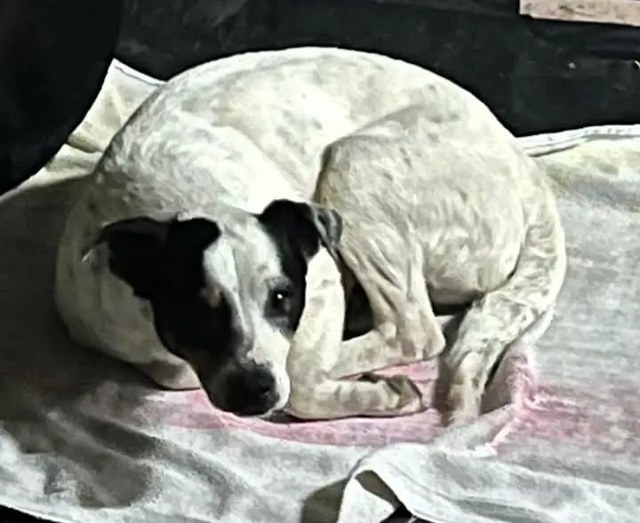 perra reunited  Gran Canarias 35518 Tías Careta