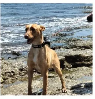 perra reunited    Motril Mika