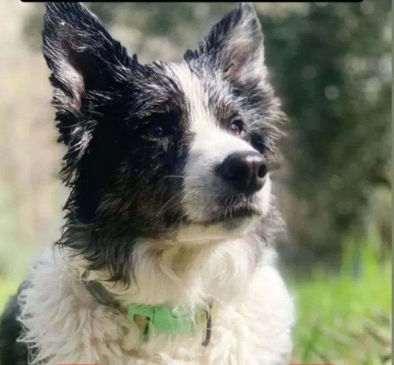 perra reunited    Marbella Gala