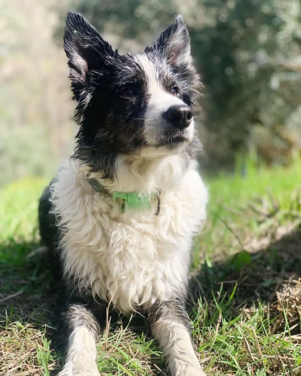 perra reunited     Kala