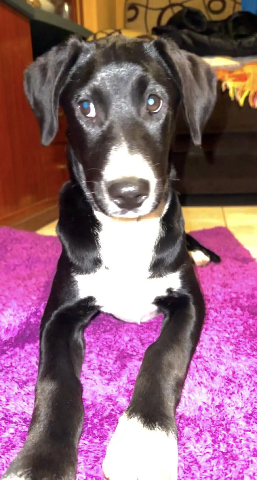 perra reunited    Alcorcón Xena