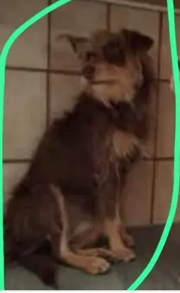 perra reunited 8 Avenida de las Palmeras 28350 Ciempozuelos Kuki