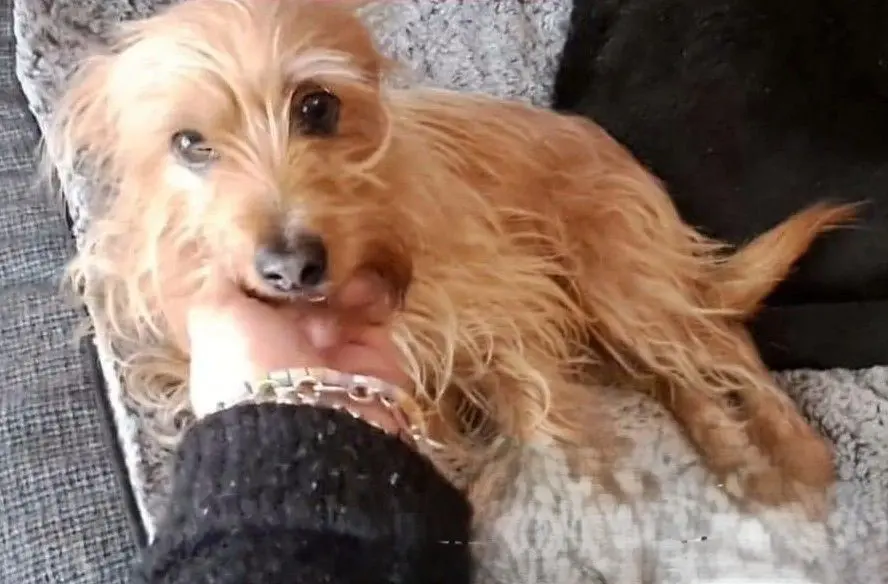 perra reunited  Calle Cerro del Castañar 28929 Madrid Lina