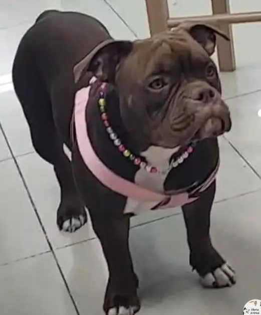 perra reunited  Carretera de Vicálvaro a Coslada 28821 Madrid Nala