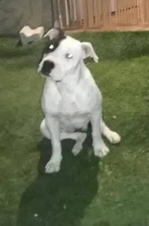 perra reunited    Murcie Peggy