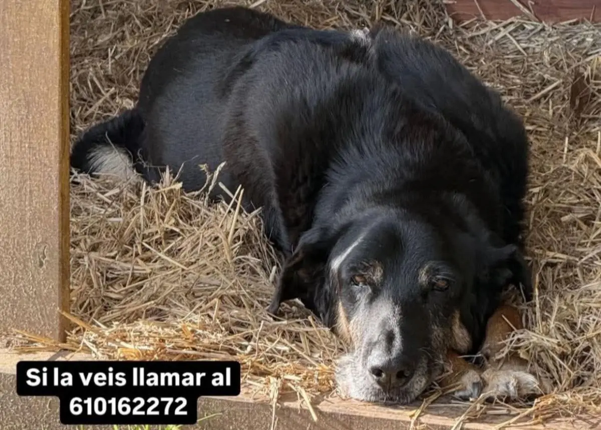 perra reunited  Plaza del decano Eduardo Ibaseta 33207 Gijon Luna