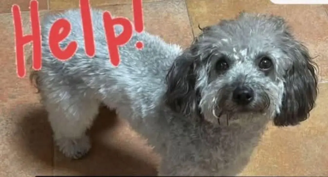 perra reunited  Plaza del decano Eduardo Ibaseta 33207 Gijon Zoe