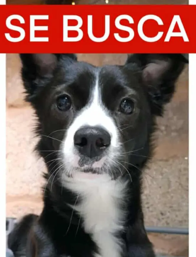 perra reunited 35 Avenida del Besaya 39300 Campuzano Greta