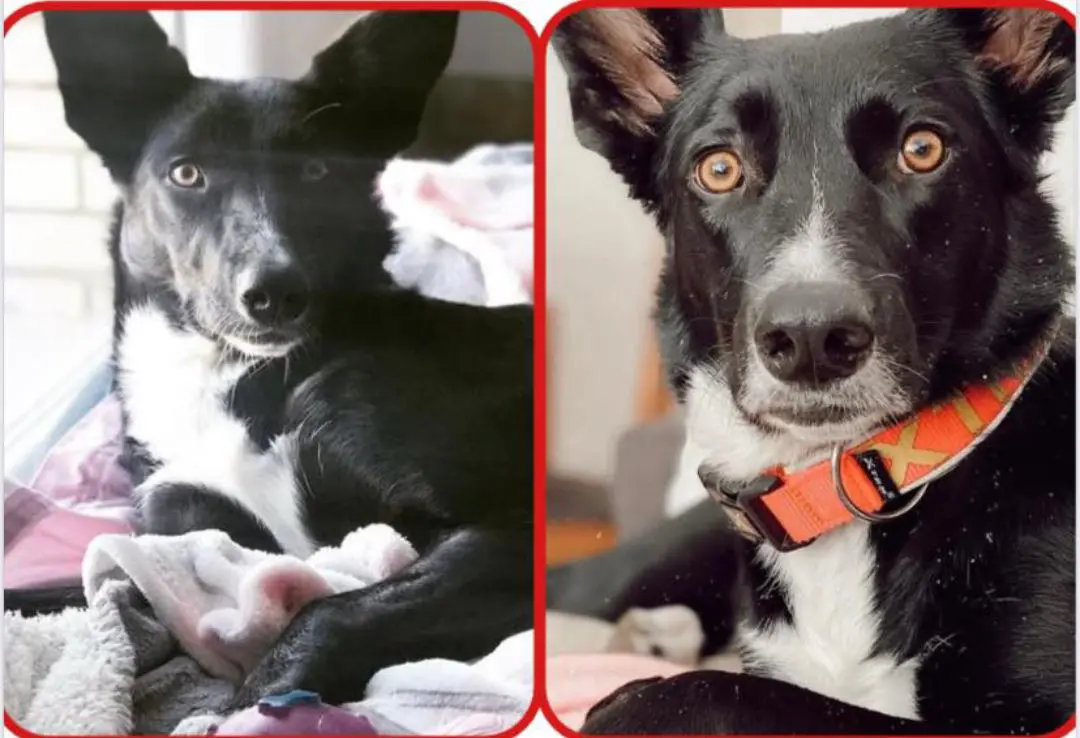 perra reunited   41130 La Puebla del Río Negra