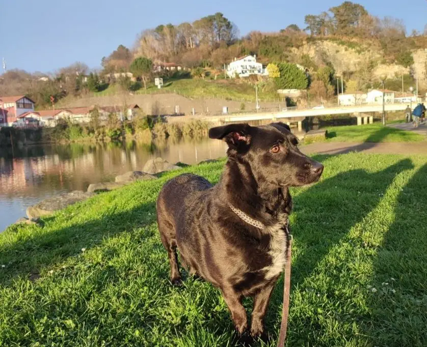 perra reunited    Irun Iulia