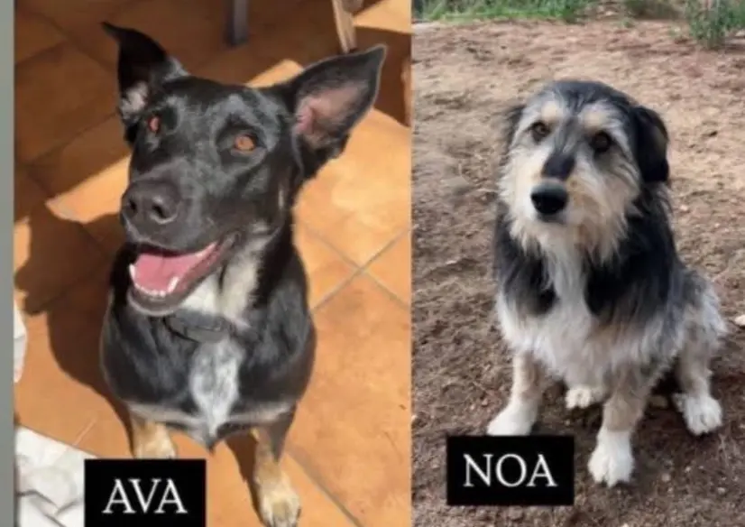 perra reunited    Utiel Ava y noa