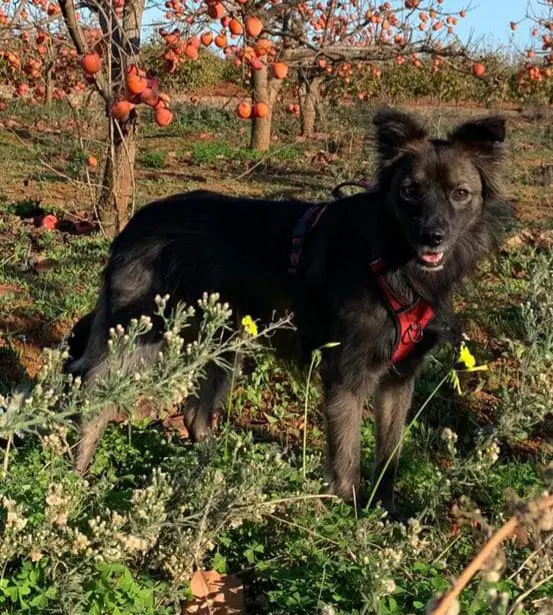 perra reunited   46120 Alboraia / Alboraya Lapa