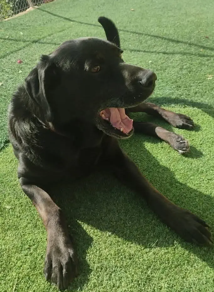 perro lost    Alicante Black