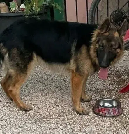 perro lost    Elx / Elche Little