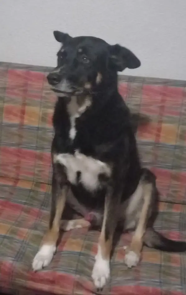 perro lost    Elx / Elche Tom