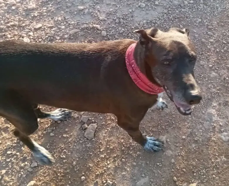 perro lost    Elx / Elche Voll