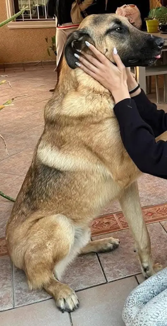 perro lost    Elx / Elche Yako