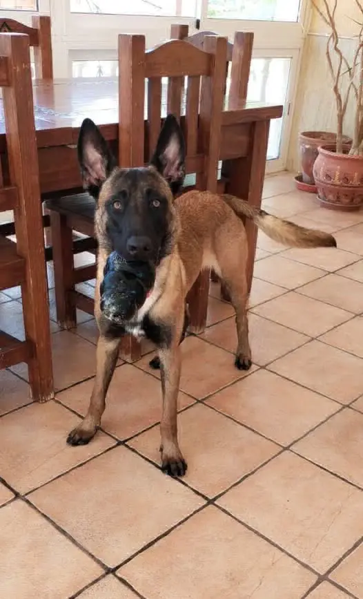 perro lost    Crevillent Iryem