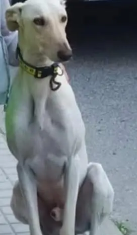 perro lost    Sax Nose