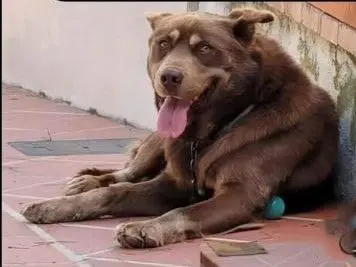 perro lost   03837 Agres Ron