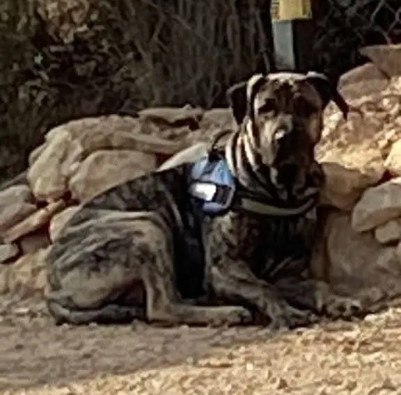 perro lost    Sant Vicent del Raspeig / San Vicente del Raspeig Terry
