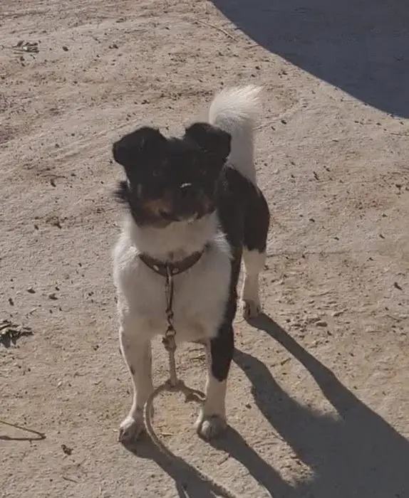 perro lost    Crevillent Toby