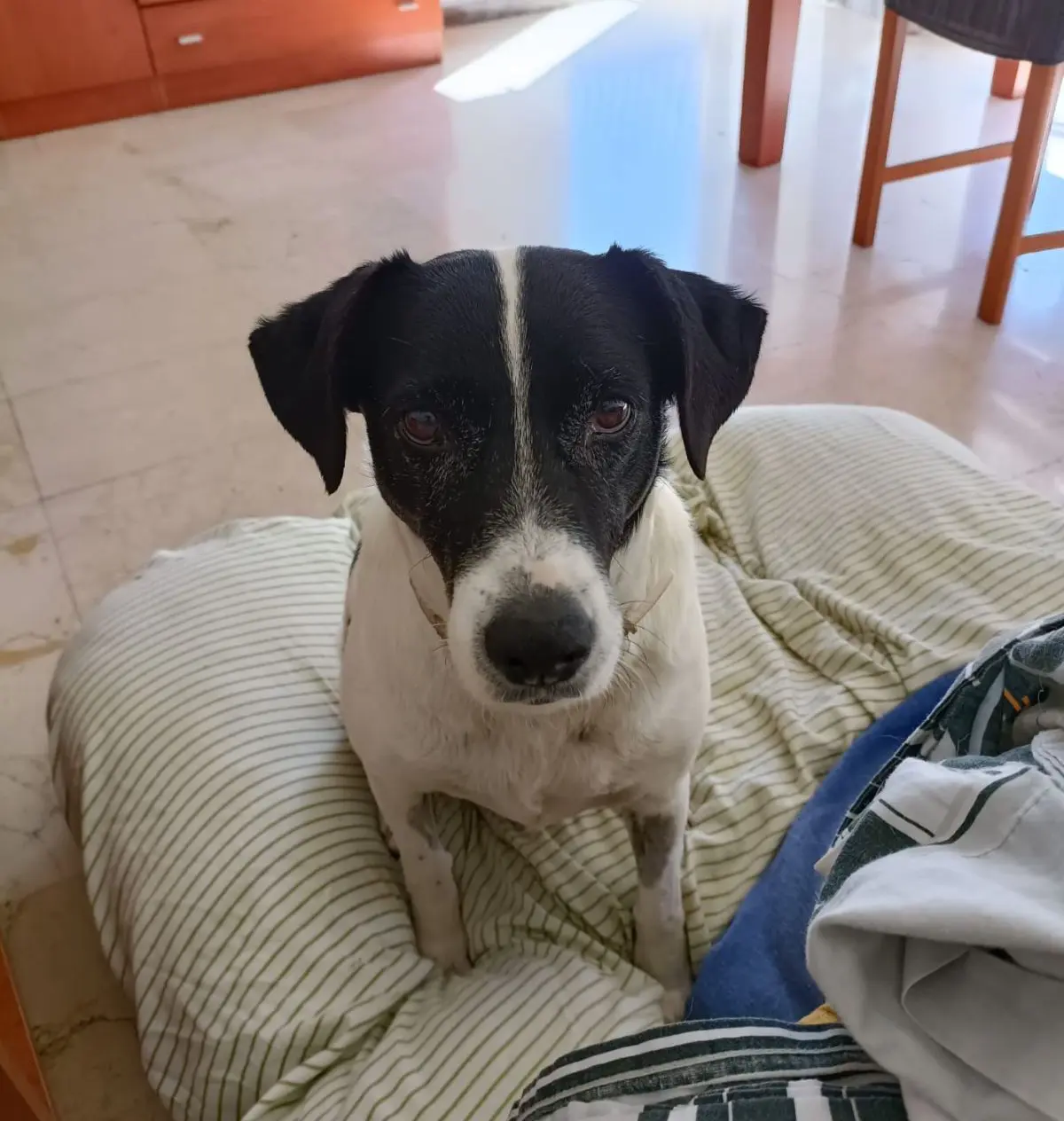perro lost    Orihuela Darko