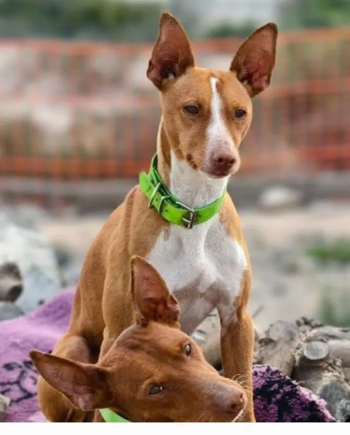 perro lost    Benferri Tiki