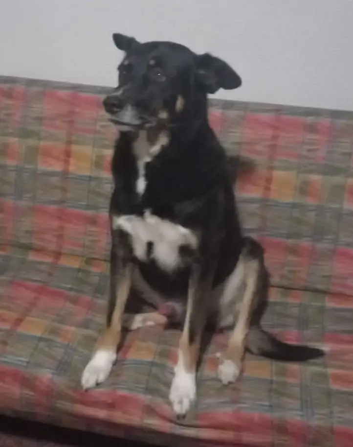 perro lost   03340 Albatera Tom