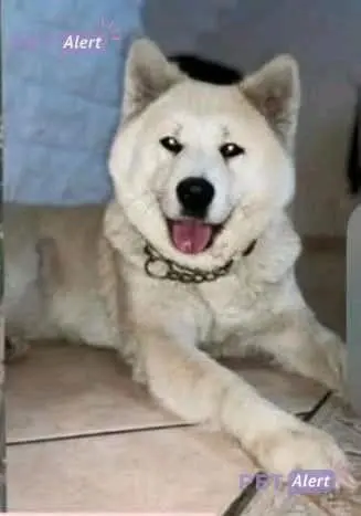 perro lost    Albacete No se