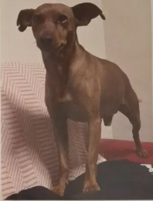perro lost    Montealegre del Castillo Kinder