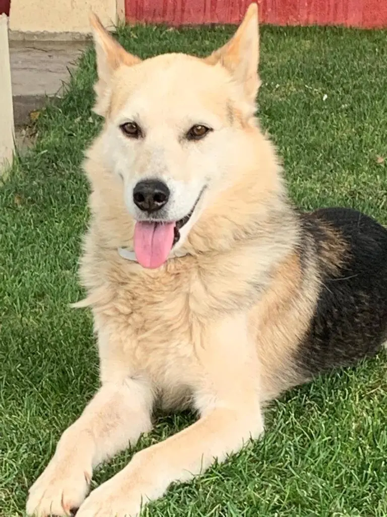 perro lost   02600 Villarrobledo Perro