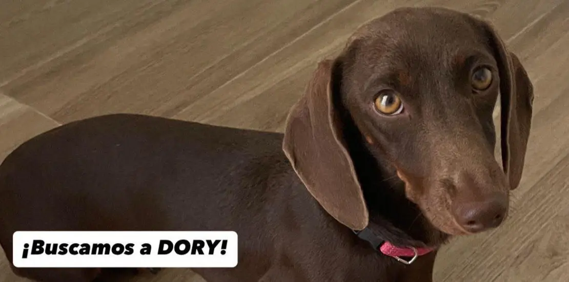 perro lost    Alméria Doris